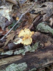 Pholiota subsulphurea