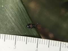 Cossonus nitidirostris