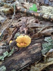 Pholiota subsulphurea