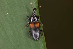 Cossonus nitidirostris