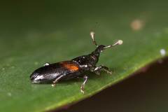 Cossonus nitidirostris