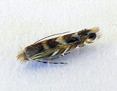 Macrosaccus neomexicanus