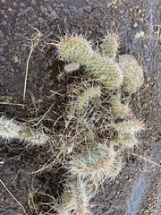 Opuntia fragilis