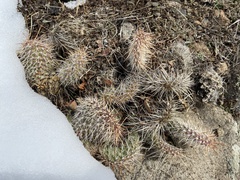 Opuntia fragilis