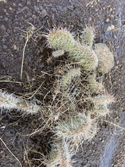 Opuntia fragilis