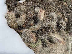 Opuntia fragilis