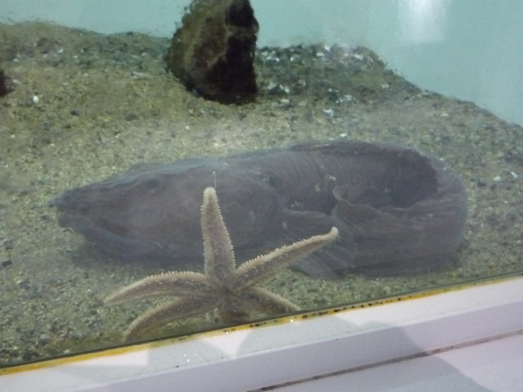 Saddled Eelpout