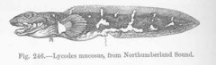 Saddled Eelpout photo 2