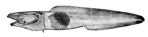 Saddled Eelpout