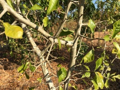 Gardenia saxatilis