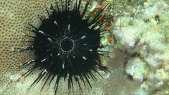 Echinostrephus