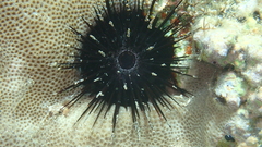 Echinostrephus