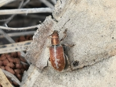 Pachyrhinus californicus