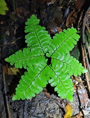 Adiantum humile