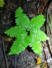 Adiantum humile