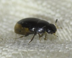 Cercyon praetextatus
