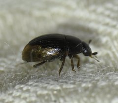 Cercyon praetextatus