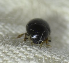 Cercyon praetextatus