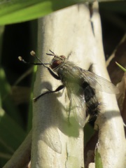 Chetogena tachinomoides