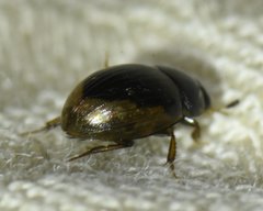 Cercyon praetextatus