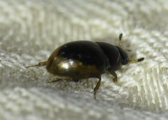 Cercyon praetextatus