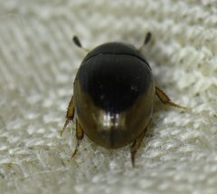 Cercyon praetextatus