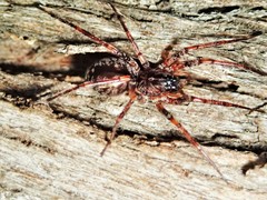 Battalus adamparsonsi