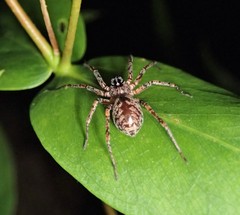 Battalus adamparsonsi