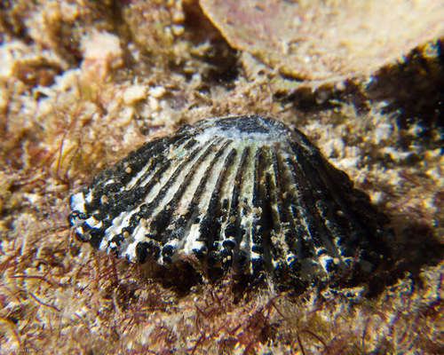 Cellana sandwicensis observed 2012-10-06