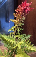 Pedicularis densiflora