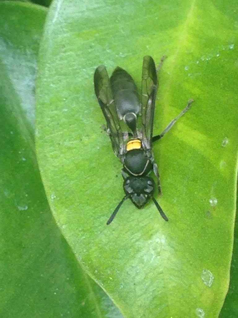 Camoati Wasp