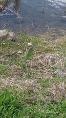 Iguana iguana