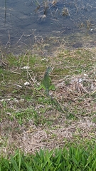 Iguana iguana