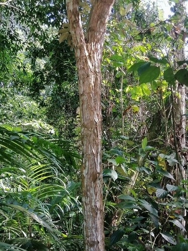 Image of Miconia argentea by (c) Erick Vélez Sánchez, some rights reserved (CC BY)