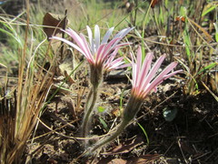 Gerbera natalensis