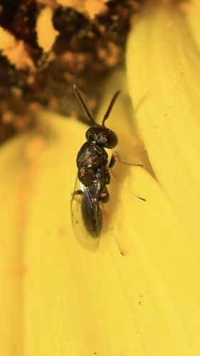 iNaturalist observation photo of Pteromalini