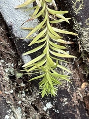 Phlegmariurus varius