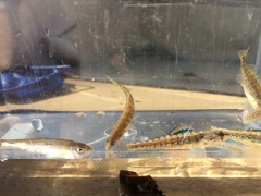 Etheostoma exile