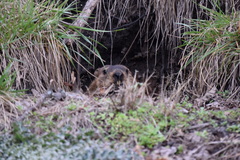 Marmota monax