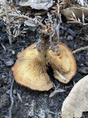 Polyporus decurrens