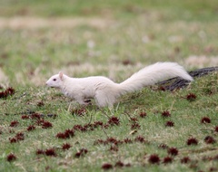 Sciurus carolinensis