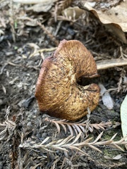 Polyporus decurrens