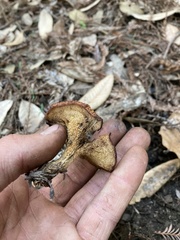 Polyporus decurrens