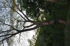 Enterolobium schomburgkii