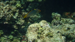 Halichoeres hortulanus