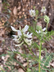 Astragalus agnicidus