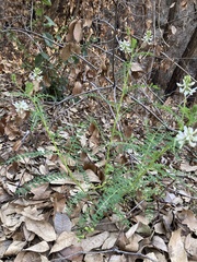 Astragalus agnicidus