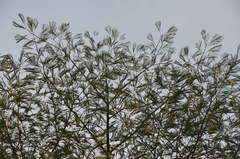 Enterolobium schomburgkii