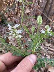 Astragalus agnicidus