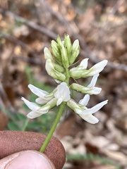 Astragalus agnicidus